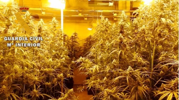 Plantación de marihuana en imagen de archivo (GUARDIA CIVIL)