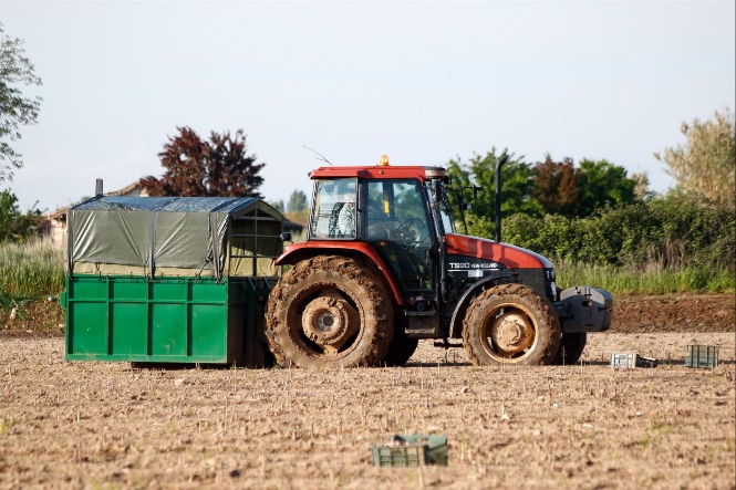 Un tractor recoge las cajas de espárragos verdes recolectados en una plantación de Guadalajara, en imagen de archivo (ÓSCAR J. BARROSO / EUROPA PRESS) 