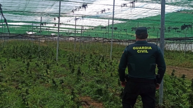 Invernadero de Jayena con miles de plantas de marihuana (GUARDIA CIVIL) Invernadero de Jayena con miles de plantas de marihuana (GUARDIA CIVIL)