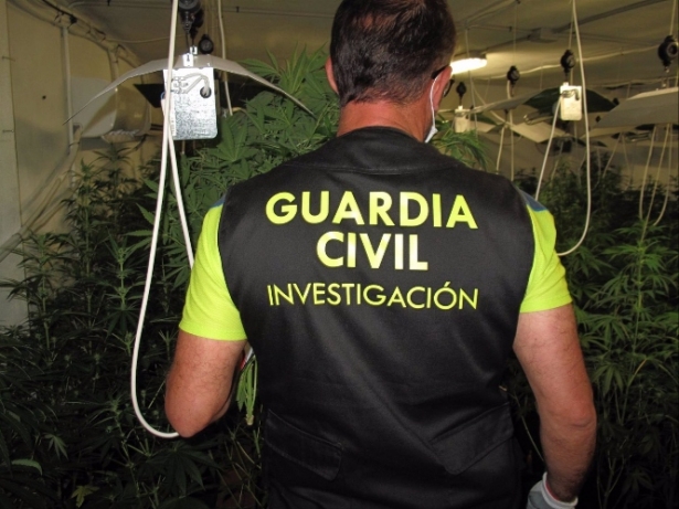 Agente de la Guardia Civil junto a plantas de marihuana (GUARDIA CIVIL) Agente de la Guardia Civil junto a plantas de marihuana (GUARDIA CIVIL)