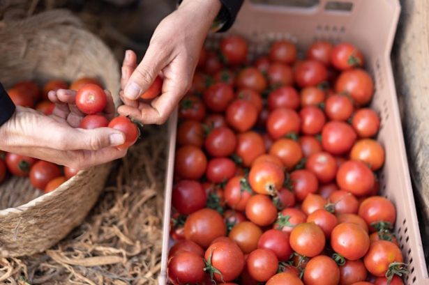 Tomates andaluces (LIDL) Tomates andaluces (LIDL)