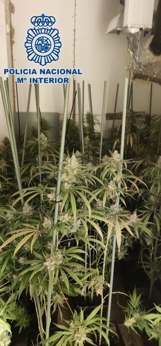 Marihuana incautada (POLICIA NACIONAL) Marihuana incautada (POLICIA NACIONAL)