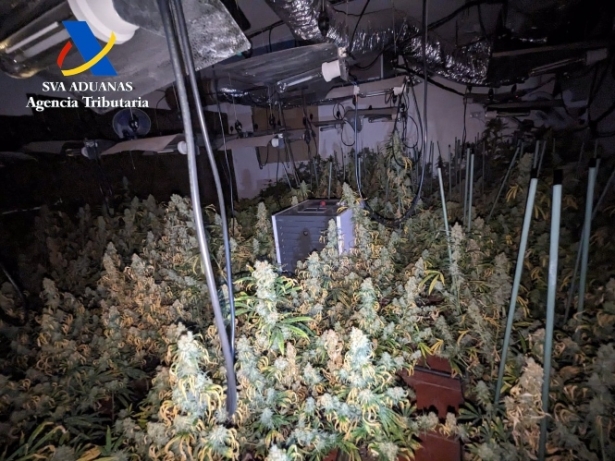 Plantación de marihuana desmantalada en Cijuela (AGENCIA TRIBUTARIA) Plantación de marihuana desmantalada en Cijuela (AGENCIA TRIBUTARIA)