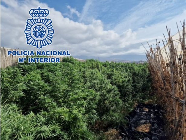 Plantación de marihuana (POLICÍA NACIONAL) Plantación de marihuana (POLICÍA NACIONAL)