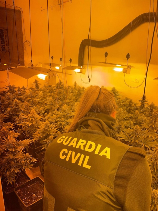 Plantación de marihuana intervenida por la Guardia Civil. Archivo (GUARDIA CIVIL) Plantación de marihuana intervenida por la Guardia Civil. Archivo (GUARDIA CIVIL)