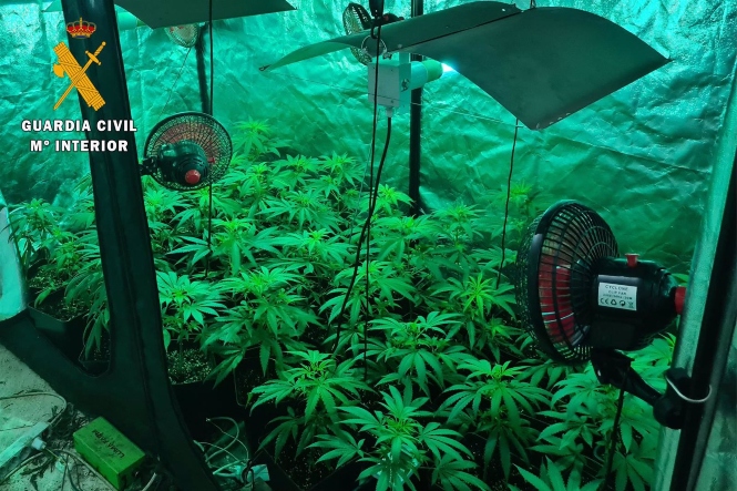 Marihuana en una plantación ilegal, en imagen de archivo (GUARDIA CIVIL)