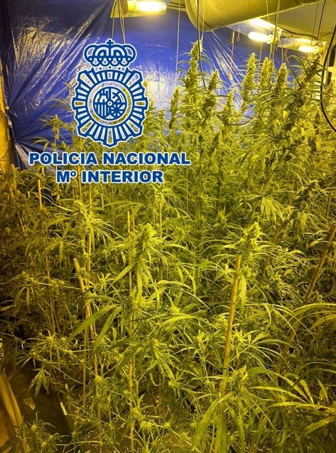 Plantación de marihuana en Ogíjares (Policia Nacional) Plantación de marihuana en Ogíjares (Policia Nacional)