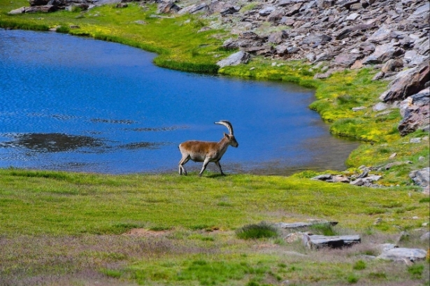 Imagen tomada en la Laguna de Aguas Verdes (FUNDACIÓN AGUAGRANADA) 