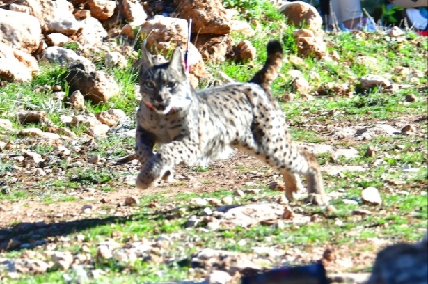 Suelta de lince ibérico (JUNTA) 