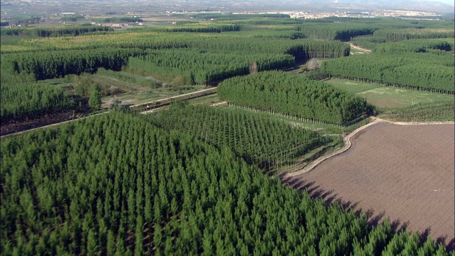 Choperas en los márgenes del Río Genil (MARJAL)