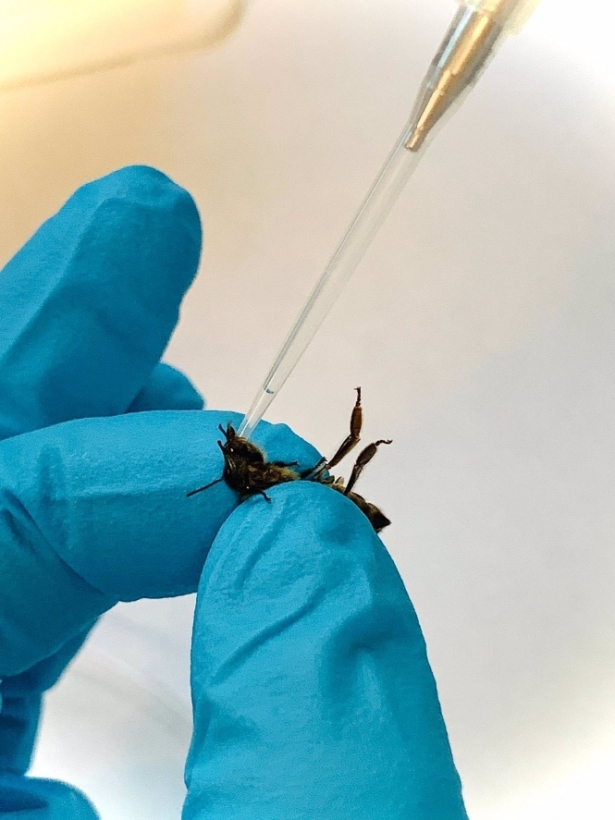 Infección experimental de abejas de la miel con parásitos tripanosomátidos realizada en el Centro de Investigación en Patología Apícola CIAPA-IRIAF, en Marchamalo ((UGR)UGR Infección experimental de abejas de la miel con parásitos tripanosomátidos realizada en el Centro de Investigación en Patología Apícola CIAPA-IRIAF, en Marchamalo ((UGR)UGR