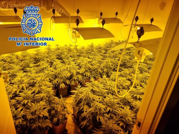 Plantación de marihuana en imagen de archivo (POLICÍA NACIONAL) Plantación de marihuana en imagen de archivo (POLICÍA NACIONAL)