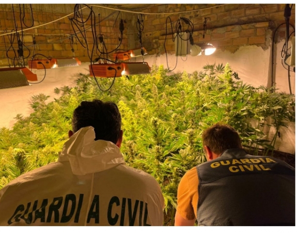Plantación incautada (GUARDIA CIVIL) Plantación incautada (GUARDIA CIVIL)