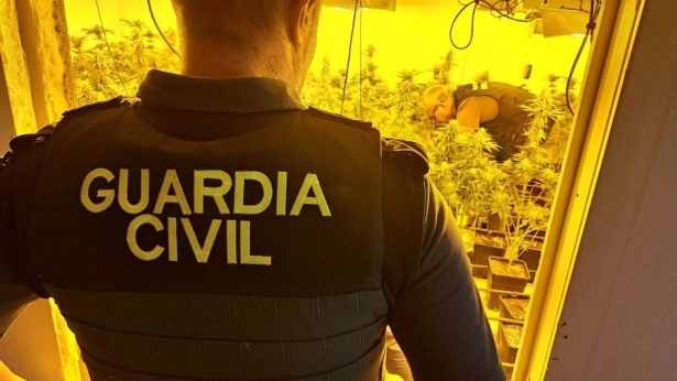 Agente junto a una plantación de marihuana (GUARDIA CIVIL) Agente junto a una plantación de marihuana (GUARDIA CIVIL)