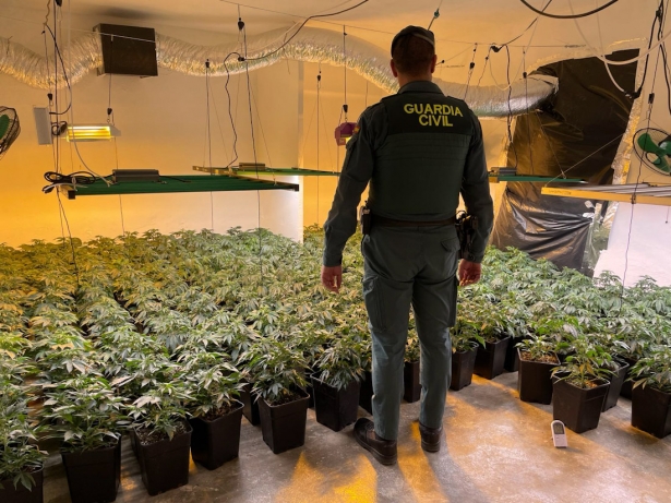Plantación de marihuana (GUARDIA CIVIL) Plantación de marihuana (GUARDIA CIVIL)