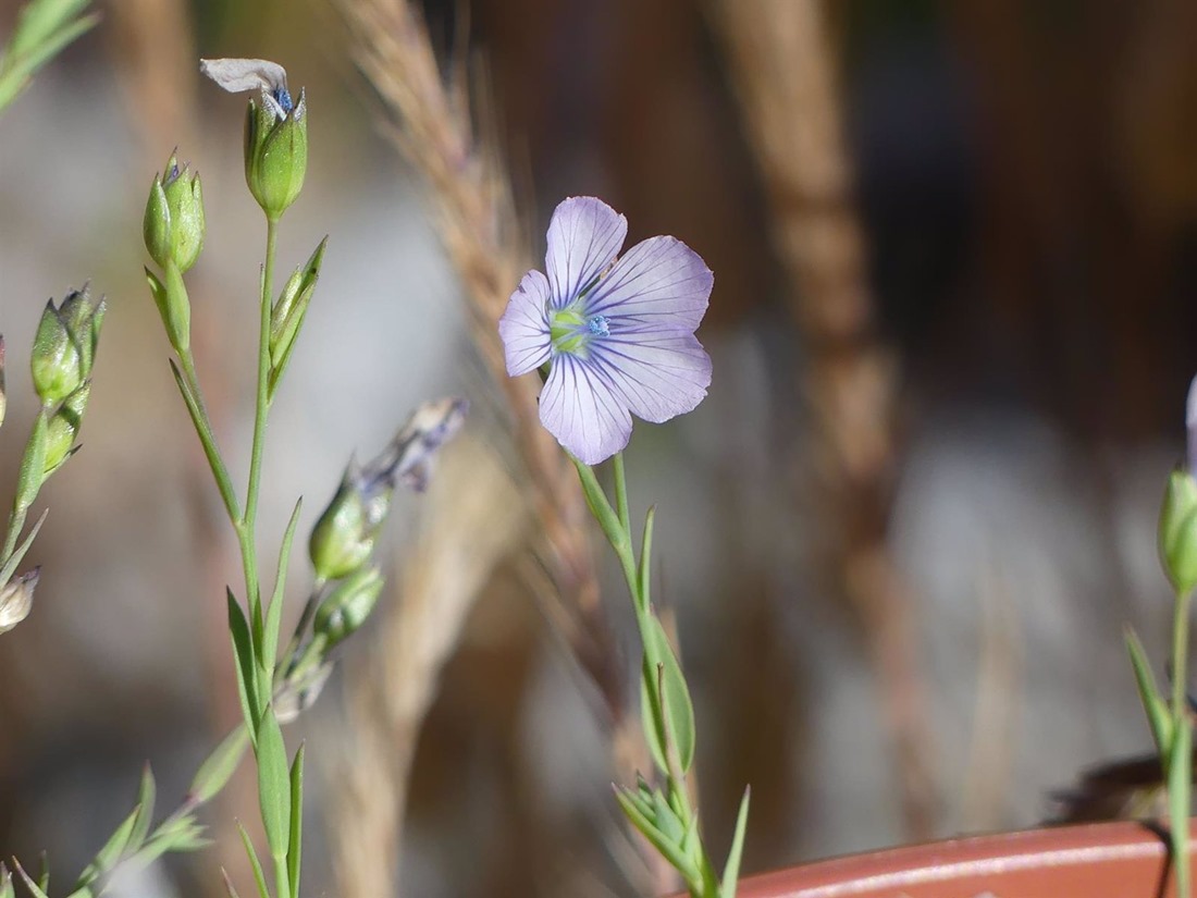 Flor del `Linum bienne` (UGR)
