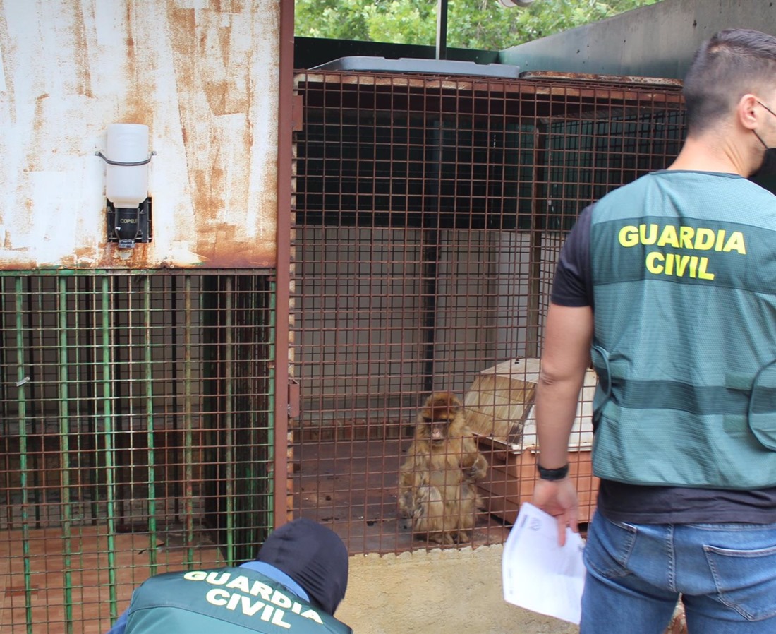 La Guardia Civil halla dos monos de Gibraltar encerrados en el patio de una vivienda de Granada (GUARDIA CIVIL)
