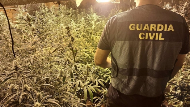 Agente de la Guardia Civil junto a una plantación de marihuana. (GUARDIA CIVIL)