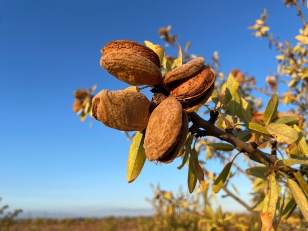 Almendra (FAECA) Almendra (FAECA)
