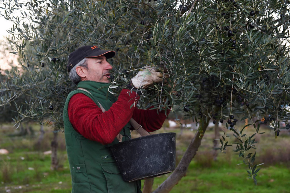 Una persona recolecta aceitunas, en un olivar de Holguera (Cáceres) en imagen de archivo (GUSTAVO VALIENTE - EUROPA PRESS)