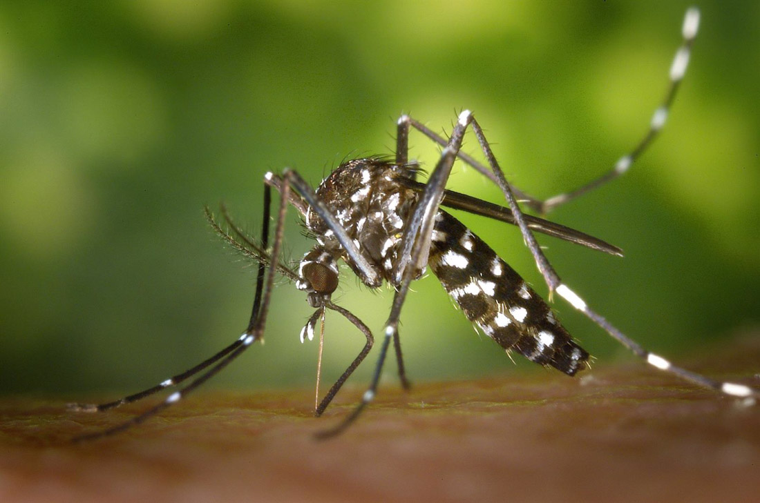 Un mosquito. Imagen de archivo. (JUNTA DE ANDALUCÍA)