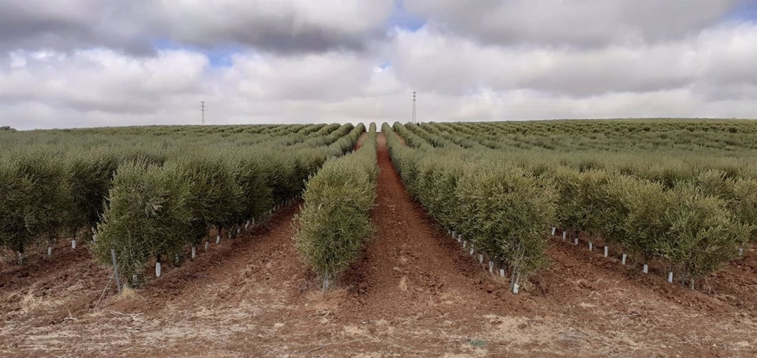 Olivar superintensivo en Andalucía, en imagen de archivo (JUNTA DE ANDALUCIA)