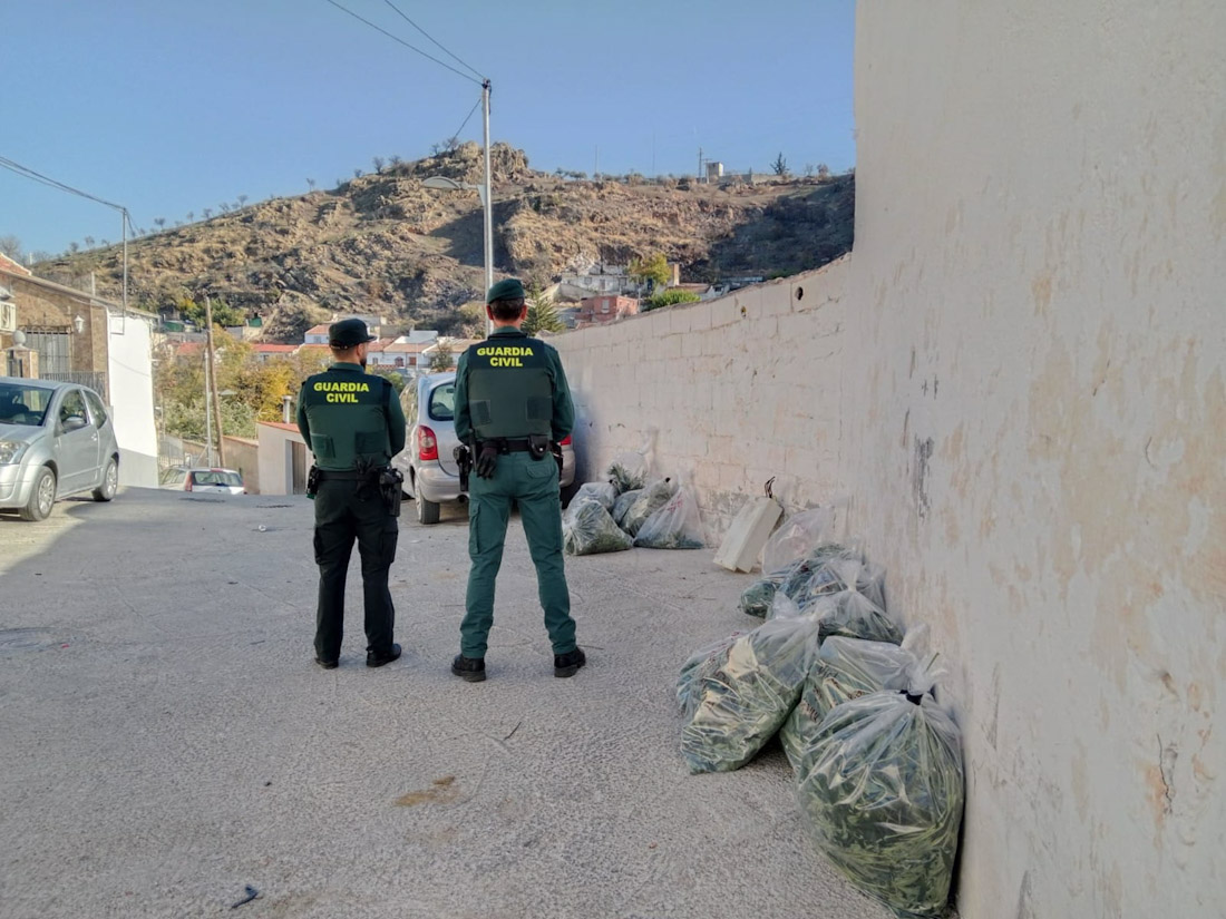 Guardia Civil interviene 16.594 plantas de marihuana en Pinos Puente en una operación de alto impacto (GUARDIA CIVIL DE GRANADA)