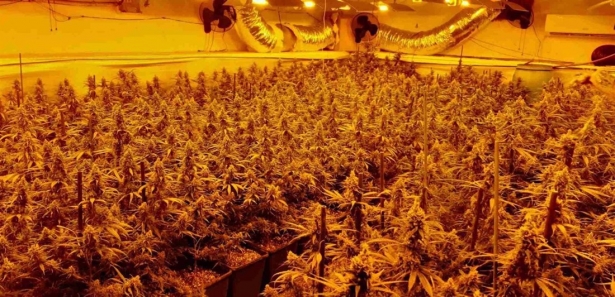 Plantación de marihuana de interior. (ENDESA) Plantación de marihuana de interior. (ENDESA)