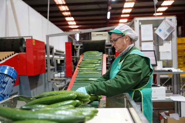 Procam, con hasta 18 millones de facturación, gana presencia en mercados europeos con su producción eco. JUNTA DE ANDALUCÍA)