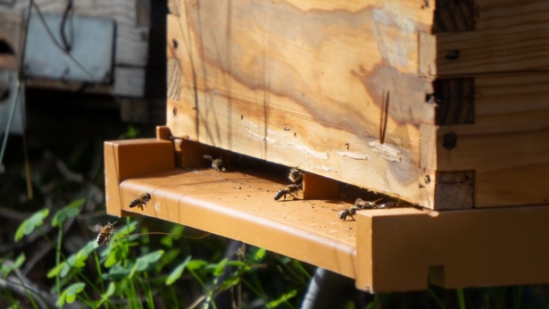 Imagen de recurso de abejas (FAECA)