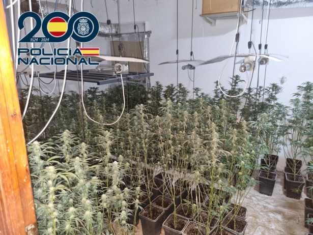 Plantación de marihuana (POLICÍA NACIONAL) Plantación de marihuana (POLICÍA NACIONAL)