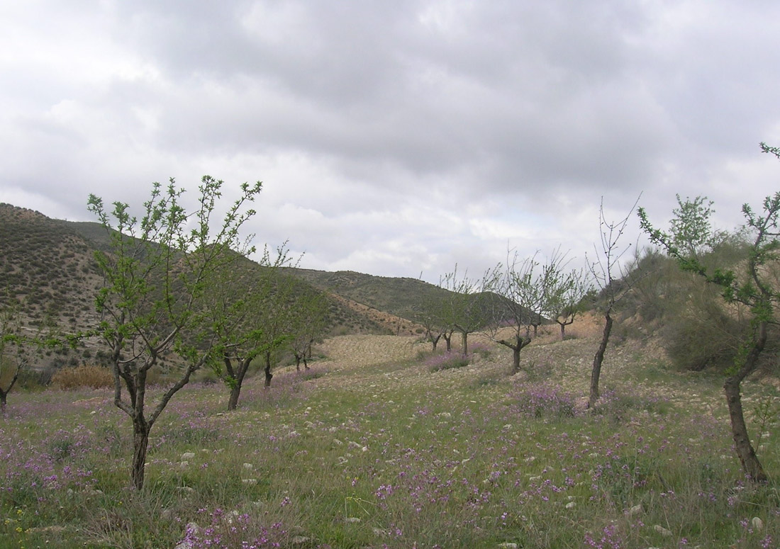 (ASAJA GRANADA)