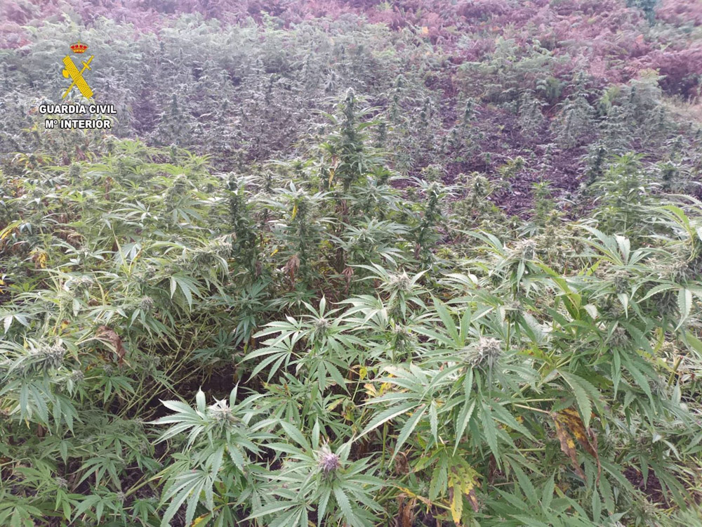 Plantas de marihuana en imagen de archivo (GUARDIA CIVIL)