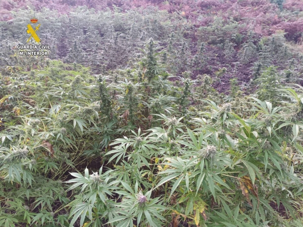 Plantas de marihuana en imagen de archivo (GUARDIA CIVIL)