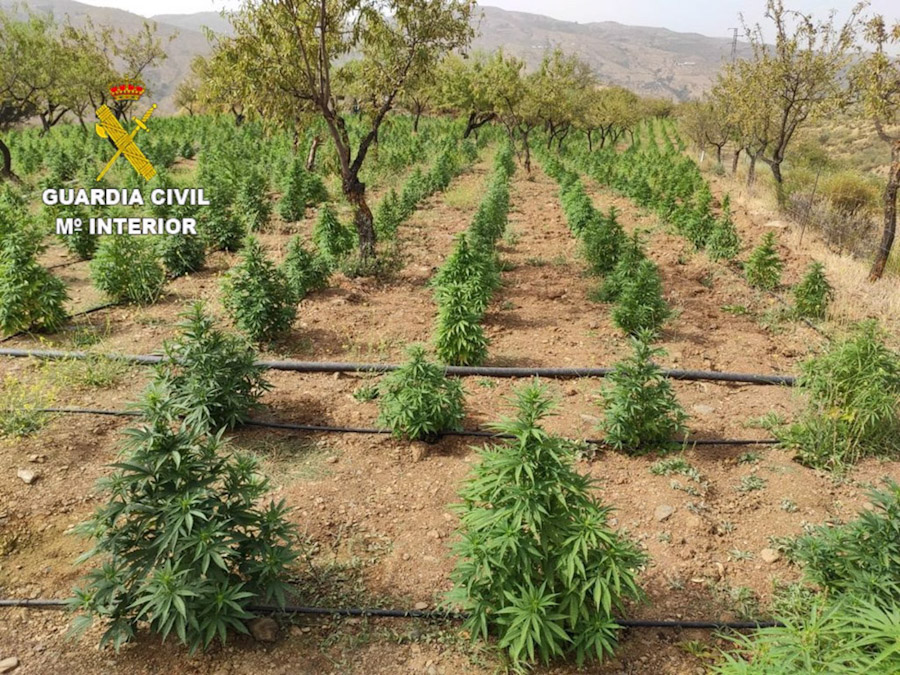 Plantación de cáñamo industrial manipulada en imagen de archivo (GUARDIA CIVIL)
