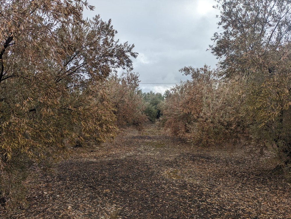 Olios Secos (ALJISUR)