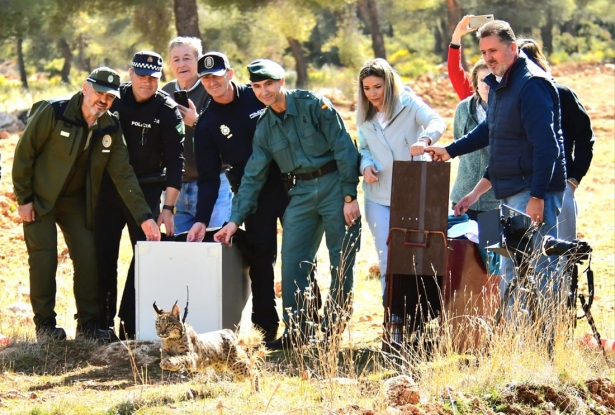 Suelta de los linces ibéricos (JUNTA)