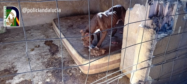 Perro en malas condiciones en El Fargue (JUNTA)
