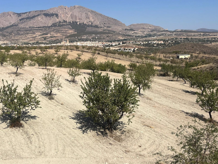 Plantación de frutos secos en el Altiplano de Granada (COAG)