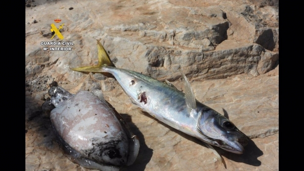 Peces intervenidos por la Guardia Civil en la operación contra la pesca ilegal (GUARDIA CIVIL)