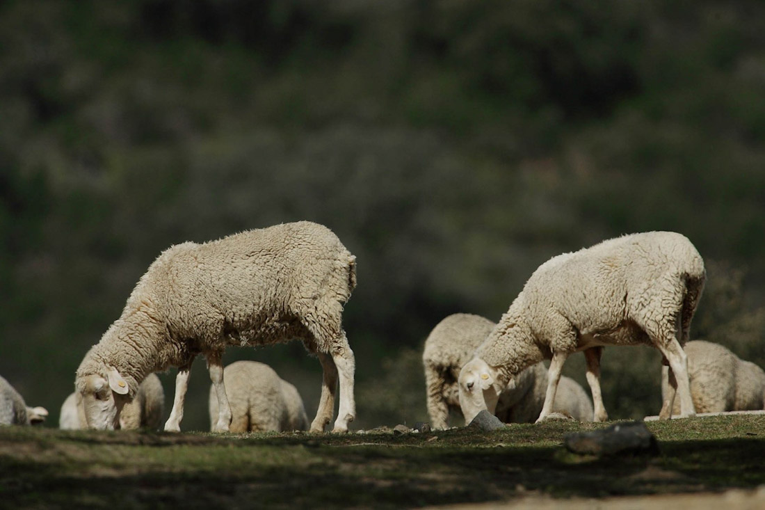 Agricultura activó la compra de vacunas del serotipo 3 de la lengua azul para frenar su avance en Andalucía (JUNTA DE ANDALUCÍA)