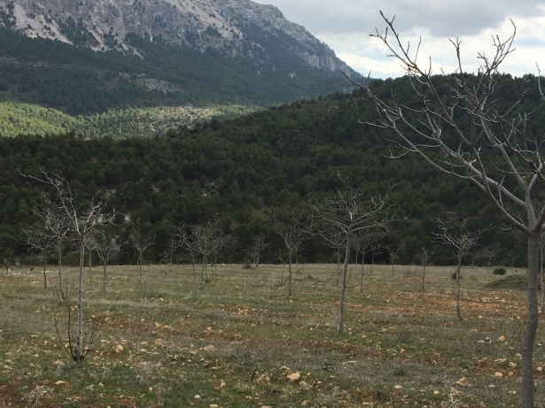 Sierra de La Sagra (ASAJA)