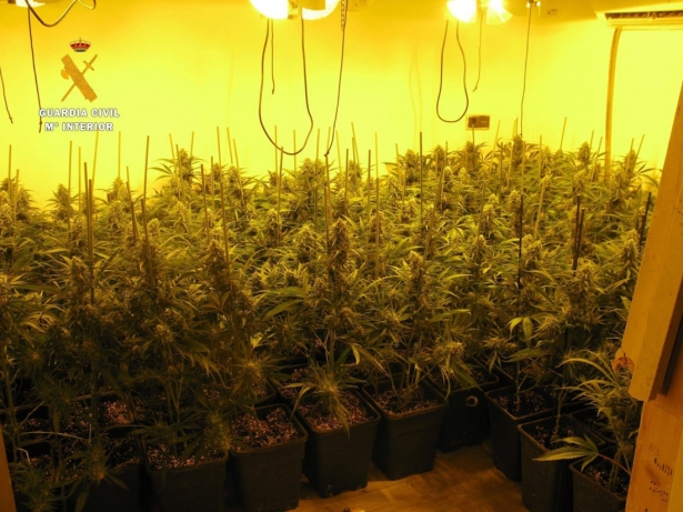 Marihuana intervenida, en una imagen de archivo (GUARDIA CIVIL)