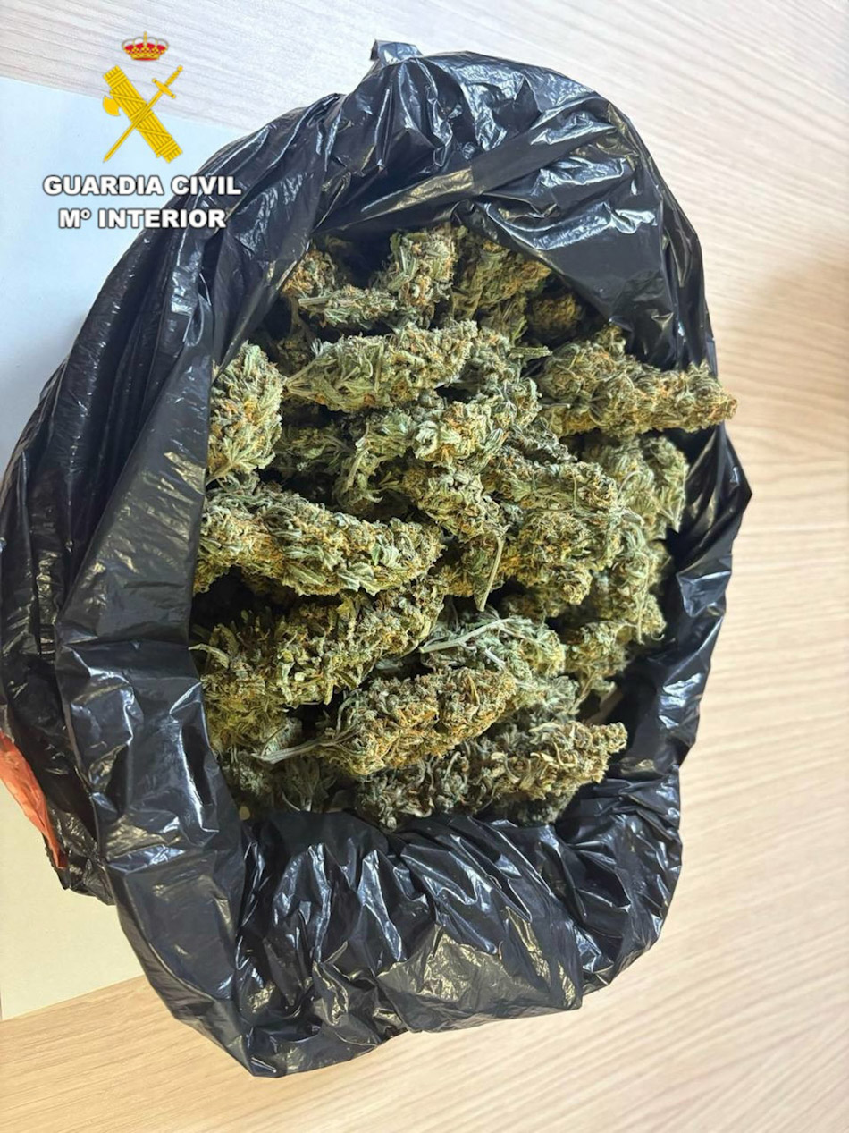 Cogollos de marihuana intervenidos (GUARDIA CIVIL)