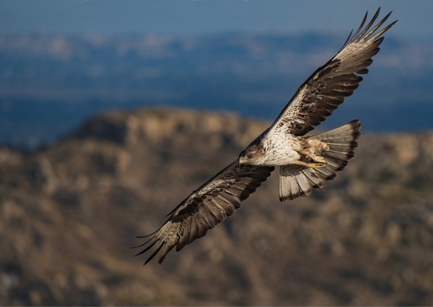Águila Perdicera. (TONY PERAL)