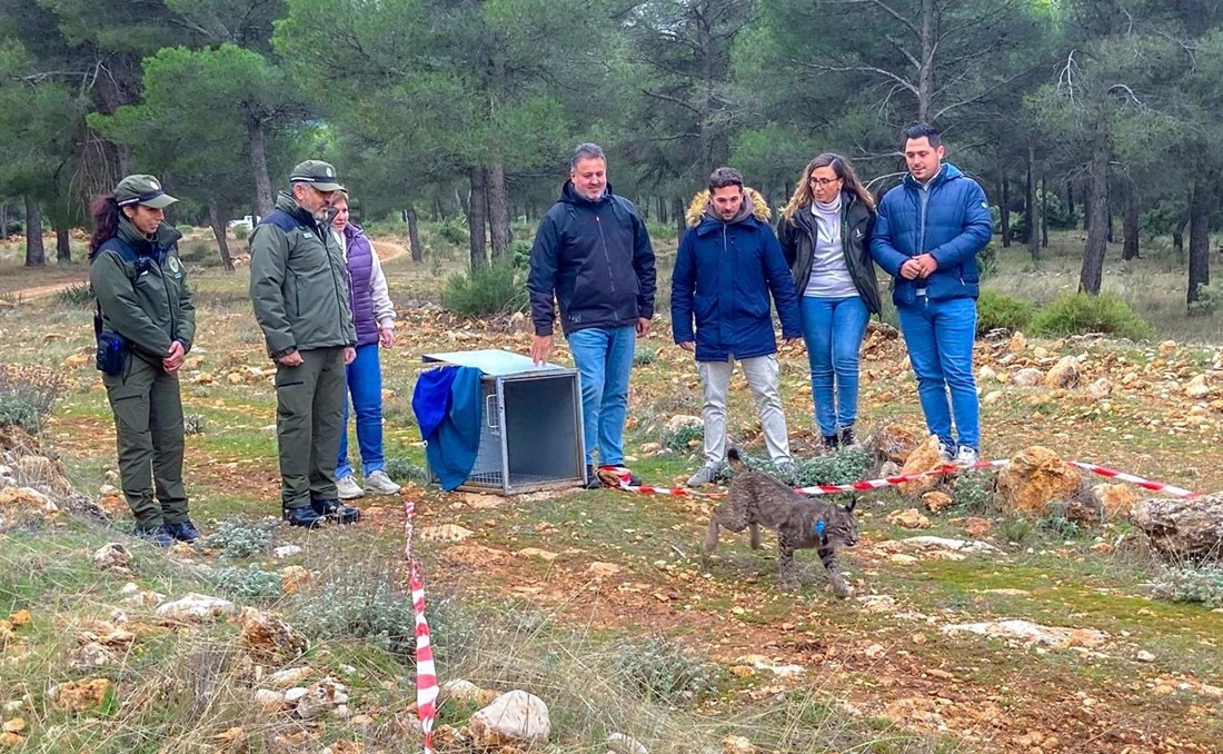 Suelta de lince ibérico en Sierra Arana (JUNTA)