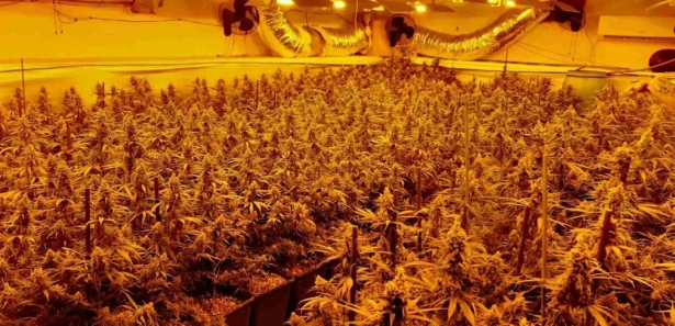Plantación de marihuana en la provincia de Granada (ENDESA)