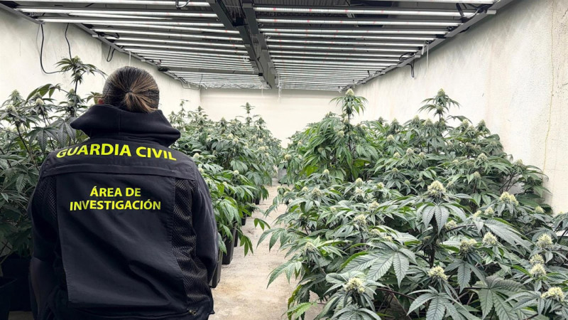 Imagen de archivo de la actuación de la Guardia Civil en Granada con plantaciones ilegales de hachís (GUARDIA CIVIL) Imagen de archivo de la actuación de la Guardia Civil en Granada con plantaciones ilegales de hachís (GUARDIA CIVIL)