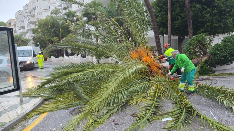 Caída de una palmera en Almuñécar (AYTO. ALMUÑÉCAR)