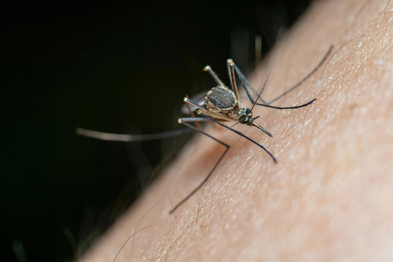 Mosquito. Archivo (IBS.GRANADA)